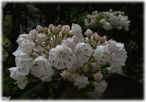 カルミア（アメリカシャクナゲ）　つぼみと花